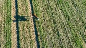 Sarny na mazurskich bezdrożach i polach - zdjęcie 13