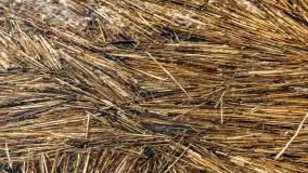 Wschód słońca w Strandzie nad jeziorem Kisajno - zdjęcie 15