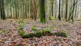 Kamienie ofiarne w okolicach jeziora Kruklin - zdjęcie 6
