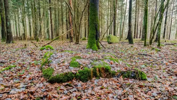 Kamienie ofiarne w okolicach jeziora Kruklin - zdjęcie 6