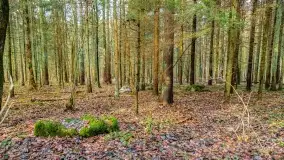 Kamienie ofiarne w okolicach jeziora Kruklin - zdjęcie 11