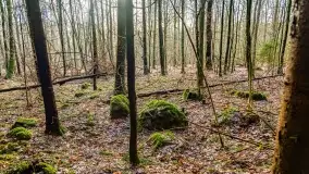 Kamienie ofiarne w okolicach jeziora Kruklin - zdjęcie 4