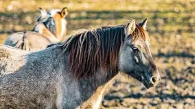 Wierzba i puszcza Piska, luty 2022 r. - zdjęcie 37