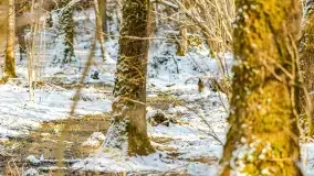 Zimowe migawki z puszczy Boreckiej, luty 2022 r. - zdjęcie 23