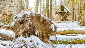 Zimowe migawki z puszczy Boreckiej, luty 2022 r. - zdjęcie 1