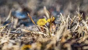 Jezioro Dobskie w okolicach Dziewiszewa, wyspa Gilma - zdjęcie 4