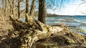 Wietrzny Dargin na początku wiosny - zdjęcie 31