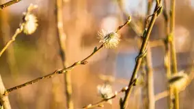 Ognisty Ptak przed kwietniowym zachodem słońca - zdjęcie 12