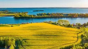 Złote, rzepakowe mazurskie pola z jeziorami w tle - zdjęcie 1