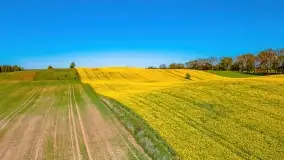Złote, rzepakowe mazurskie pola z jeziorami w tle - zdjęcie 87