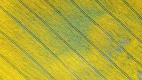 Złote, rzepakowe mazurskie pola z jeziorami w tle - zdjęcie 58