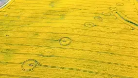 Złote, rzepakowe mazurskie pola z jeziorami w tle - zdjęcie 71