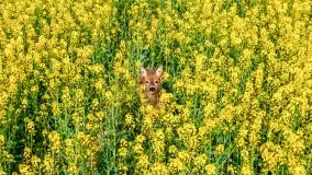 Złote, rzepakowe mazurskie pola z jeziorami w tle - zdjęcie 48
