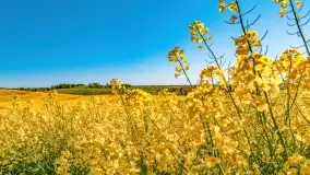 Złote, rzepakowe mazurskie pola z jeziorami w tle - zdjęcie 3