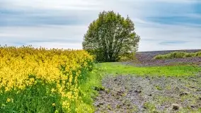 Złote, rzepakowe mazurskie pola z jeziorami w tle - zdjęcie 86