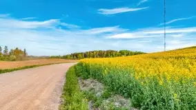 Złote, rzepakowe mazurskie pola z jeziorami w tle - zdjęcie 79