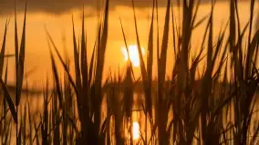 Zachód słońca nad jeziorem Kirsajty, koniec maja 2022 - zdjęcie 30