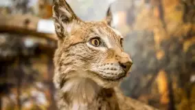 Fotorelacja -  Ogólnopolski Dzień Parków Krajobrazowych w Puszczy Piskiej - zdjęcie 36