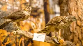 Fotorelacja -  Ogólnopolski Dzień Parków Krajobrazowych w Puszczy Piskiej - zdjęcie 38