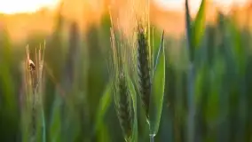 Wiosenny zachód słońca w okolica jeziora Stręgiel - zdjęcie 15