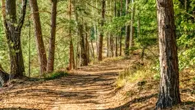 Jezioro Wesołek i puszcza Piska - zdjęcie 36