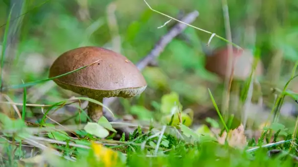 Nie-Sezon grzybowy na Mazurach dobiega do końca - zdjęcie 1