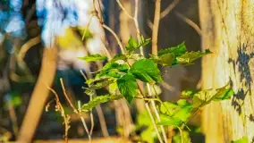 Zachód słońca w Maciejkach, niedaleko Mazur - zdjęcie 11