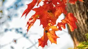 Kolory wrześniowych Mazur - zdjęcie 70