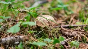 Mazury i grzyby... piękne połączenie - zdjęcie 17