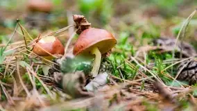 Mazury i grzyby... piękne połączenie - zdjęcie 5