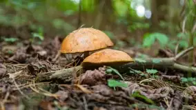 Mazury i grzyby... piękne połączenie - zdjęcie 8