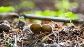 Mazury i grzyby... piękne połączenie - zdjęcie 18