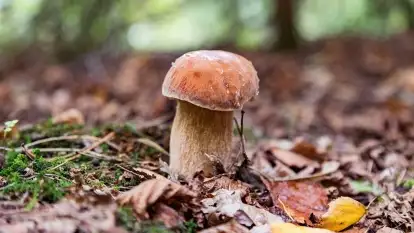 Mazury i grzyby... piękne połączenie