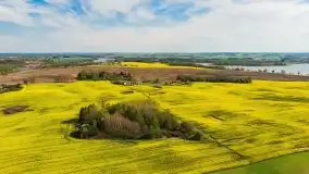 Rzepakowe pola, przypominamy żółty kolor Mazur - zdjęcie 39