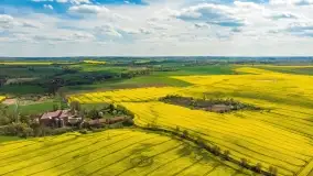 Rzepakowe pola, przypominamy żółty kolor Mazur - zdjęcie 19