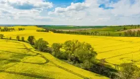 Rzepakowe pola, przypominamy żółty kolor Mazur - zdjęcie 22