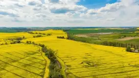 Rzepakowe pola, przypominamy żółty kolor Mazur - zdjęcie 13