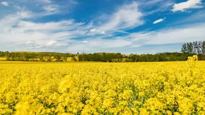 Rzepakowe pola, przypominamy żółty kolor Mazur