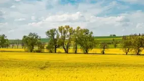 Rzepakowe pola, przypominamy żółty kolor Mazur - zdjęcie 32