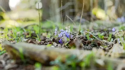 Mazurski las u progu wiosny, marzec 2020