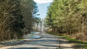 Mazurski las u progu wiosny, marzec 2020 - zdjęcie 18