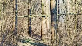 Mazurski las u progu wiosny, marzec 2020 - zdjęcie 26