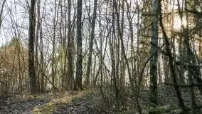 Mazurski las u progu wiosny, marzec 2020 - zdjęcie 46