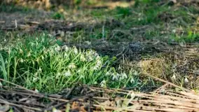 Mazurski las u progu wiosny, marzec 2020 - zdjęcie 25