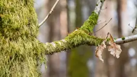 Przedwiośnie na mazurskich polach i łąkach, marzec 2021 - zdjęcie 36