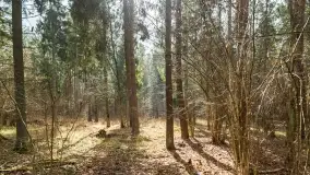 Przedwiośnie na mazurskich polach i łąkach, marzec 2021 - zdjęcie 12