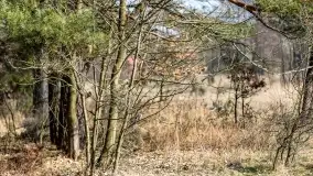 Przedwiośnie na mazurskich polach i łąkach, marzec 2021 - zdjęcie 48