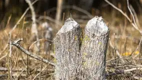 Przedwiośnie na mazurskich polach i łąkach, marzec 2021 - zdjęcie 70