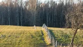 Początki wiosny 2022, leśne krajobrazy - zdjęcie 10