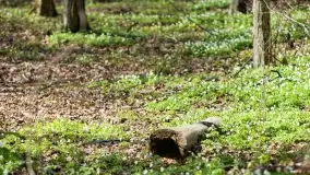 Początki wiosny 2022, leśne krajobrazy - zdjęcie 26